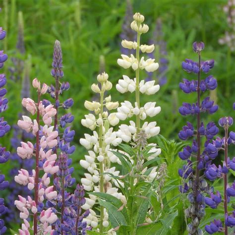 Mixed Lupinus Polyphyllus Seeds, Flower Seeds#165 – Mays ...