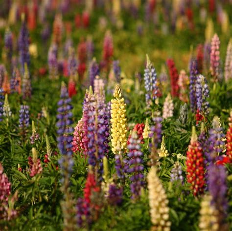 Mixed Lupinus Polyphyllus Seeds, Flower Seeds#165 – Mays ...