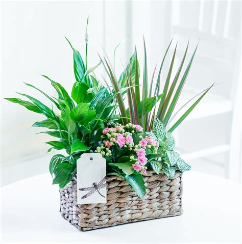 Mixed Plant Gift Basket | FlyingFlowers.co.uk