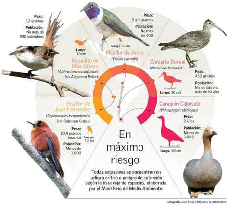 MNHN  @MNHN_cl  | Aves, En peligro de extincion, Picaflores
