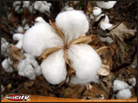 ::MOCACITY::: La semilla de algodón, una fuente de nutrientes para la ...