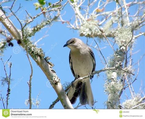 Mocking Bird On A Tree Limb Stock Image   Image of pretty ...