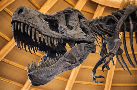 Moda que alerta: cada vez son más los fósiles de dinosaurio que ...