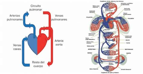Modelos del aparato circulatorio con distinto nivel de ...