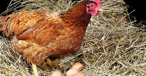 Modifican genéticamente a gallinas que podrían combatir el cáncer