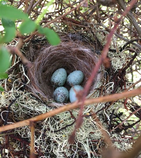 Modificar los nidos o morir: el incierto futuro de las aves del fin del ...