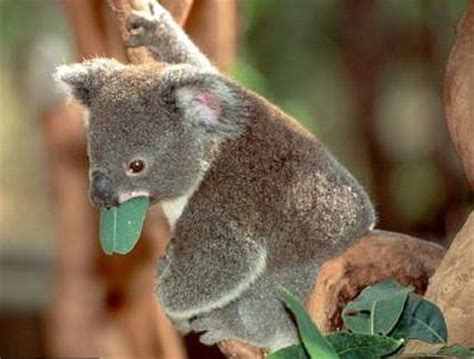 Modo de Vida del Koala | ilich7