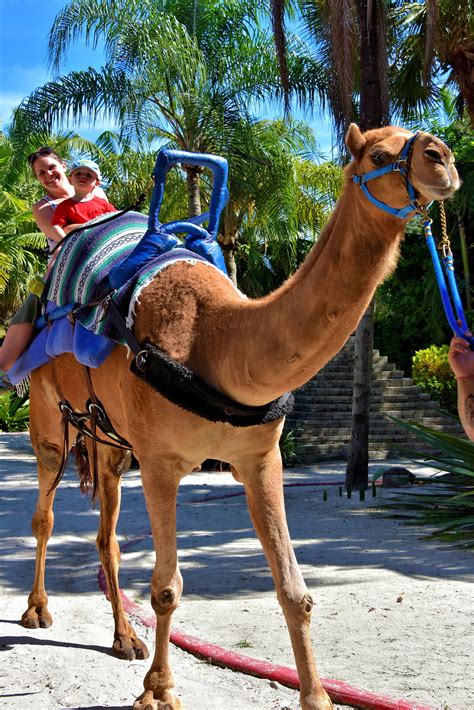 Mom and Child Riding Camel at Zoo Miami in Miami, Florida ...