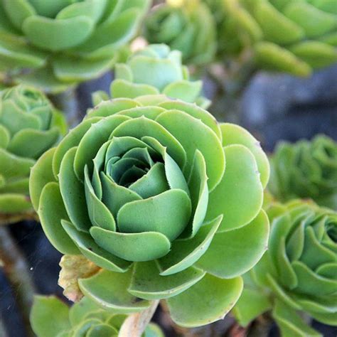 Mom Will Absolutely Adore These  Rose Succulents  for ...