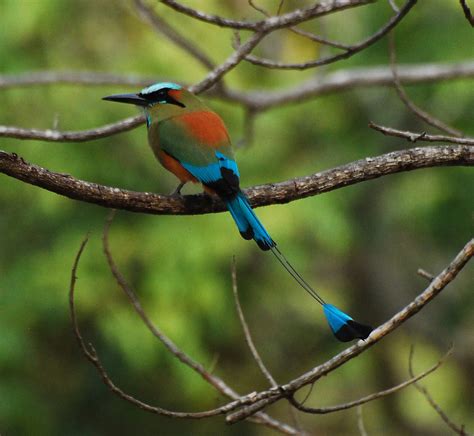 Momoto ceja azul  Aves de la Península de Yucatán  · iNaturalist