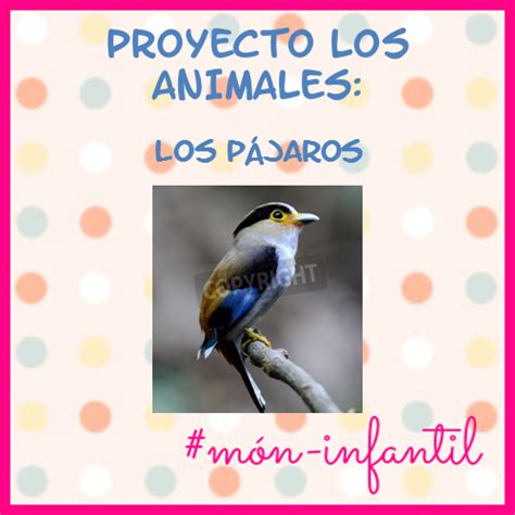 * MÓN INFANTIL* y ciclo inicial: PROYECTO LOS ANIMALES: los pájaros