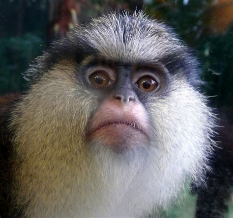 Mona Monkey! | He finally got used to the idea of the camera… | Flickr