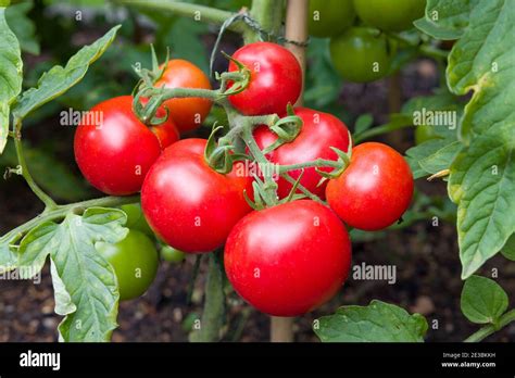 Moneymaker tomato fotografías e imágenes de alta resolución   Alamy