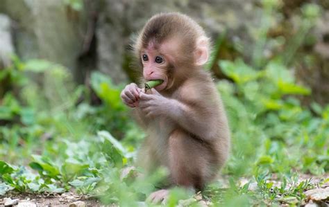 monitos | Japanese macaque, Cute monkey, Cute baby monkey