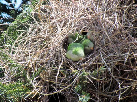 Monk Parakeet  Myiopsitta monachus . Birds and their nest ...
