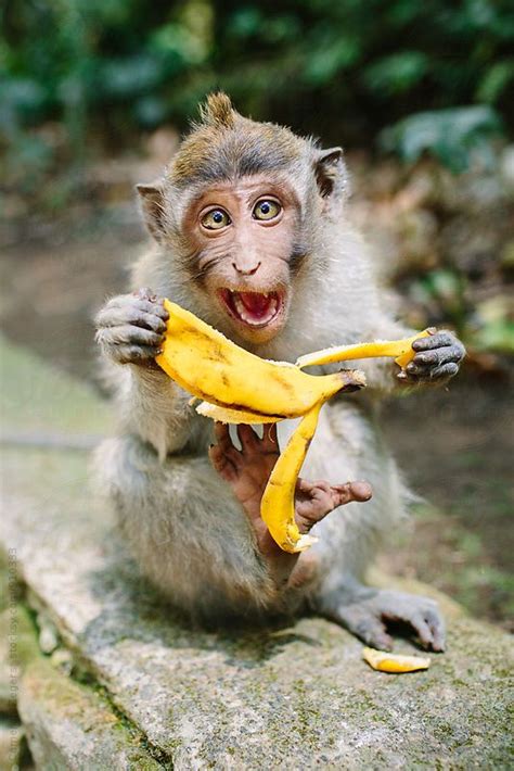 Monkey and banana in the Ubud Monkey Forest, Bali. Cameron ...
