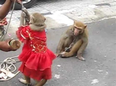 Monkey Dance India   YouTube