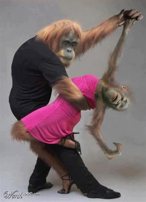 Monkey Dancing The Tango | Laugh Til You Drop