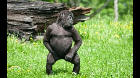 Monkey Dancing With Exciting Music! Gorilla Dance ...