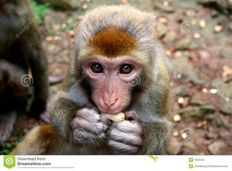Monkey Eat Peanut Royalty Free Stock Image   Image: 1823766