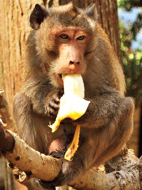Monkey eating a banana | A monkey eating a banana... my ...