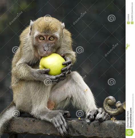 Monkey Eating An Apple stock image. Image of animal ...