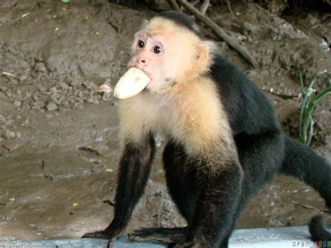 Monkey eating Banana | Funny