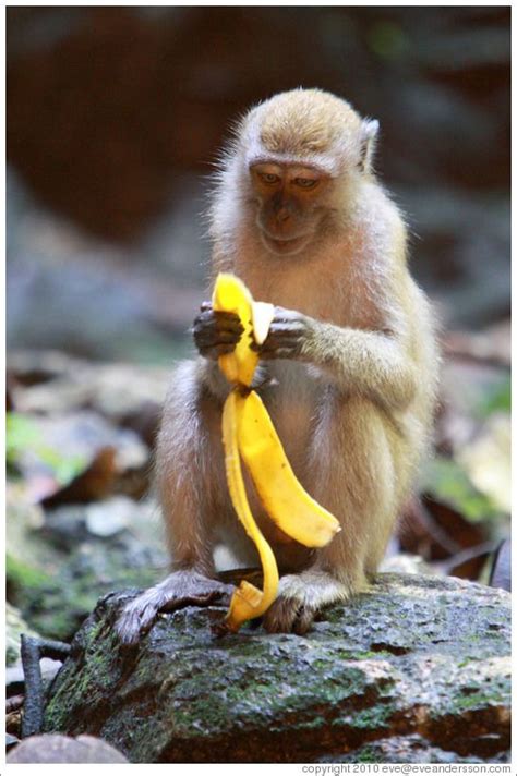 monkey eating banana   Google Search | Eating bananas ...
