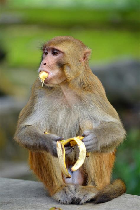 Monkey eating banana stock photo. Image of feeding, asian ...