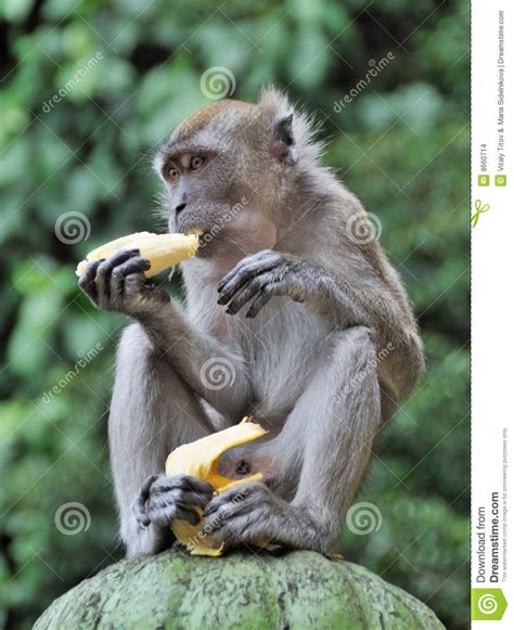 Monkey Eating Banana stock photo. Image of food, portrait ...
