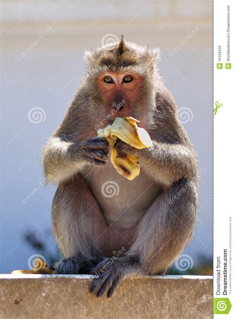 Monkey eating banana stock photo. Image of hungry, face ...