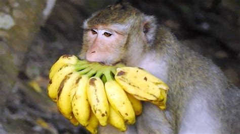 Monkey eating food by Tube BBC | Eating bananas, Banana ...