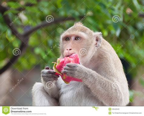 Monkey Eating Fruit On The Stone Wall Stock Image | CartoonDealer.com ...