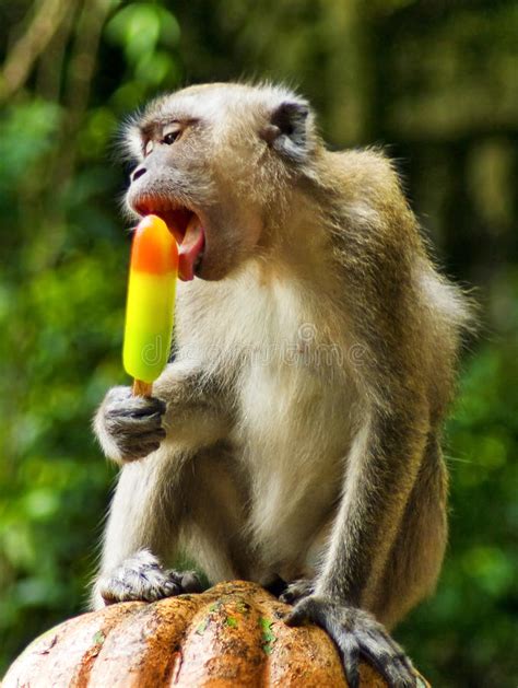 Monkey eating ice cream stock image. Image of expression ...