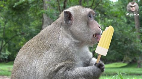 Monkey eating ice cream   Super strong male monkey eat ice ...