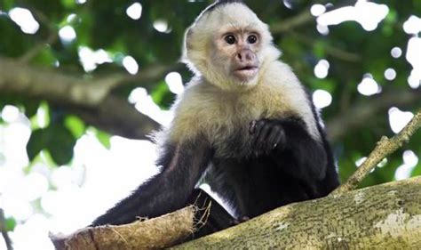 Monkey ESCAPES from zoo in Cumbria and police warn people ...
