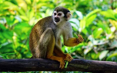 Monkey Feeding   Monkey Facts and Information