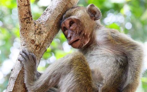 Monkey Habitat   Monkey Facts and Information
