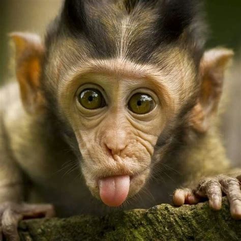 Monkey | Imagens de macacos, Vídeos engraçados de animais, Macacos ...