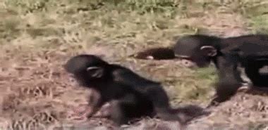 Monkey Pushes Brother Into Water | Gifrific