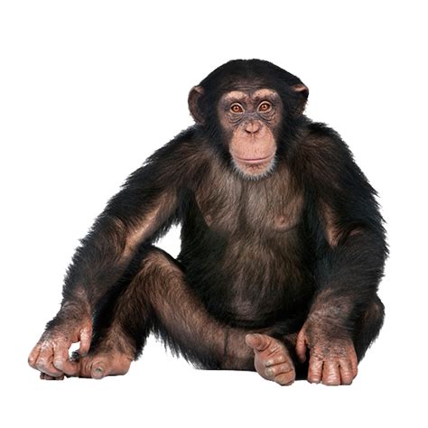 Monkey – The Expert Web Designer