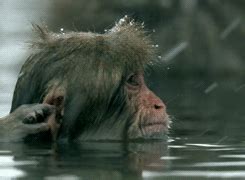 Monkey Wash gif    Barnorama