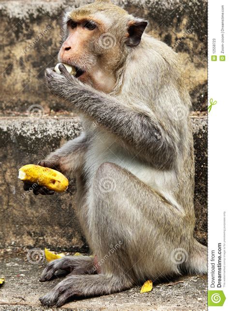 Monkey with banana stock image. Image of male, feeding ...