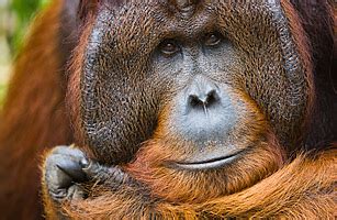 Monkeys and Dogs: Ken the Orangutan, San Diego   Top 10 ...