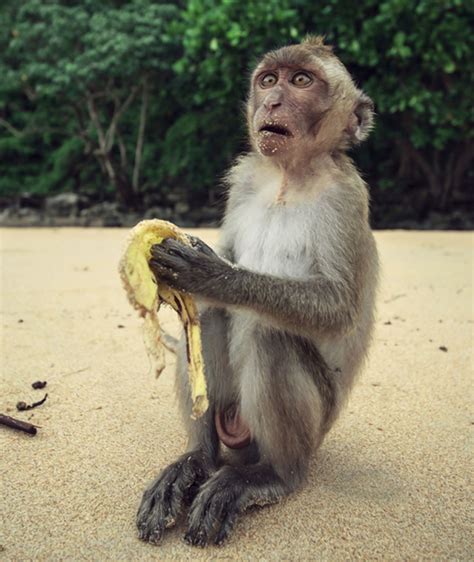 Monkeys banned from eating bananas at 2 British zoos   NY ...
