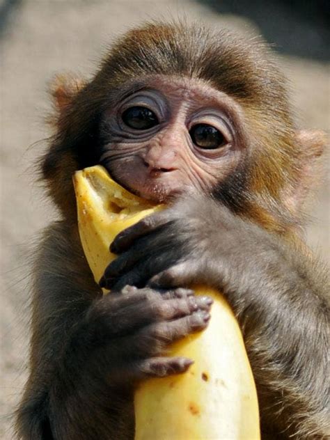 Monkeys banned from eating bananas at Devon zoo | The ...