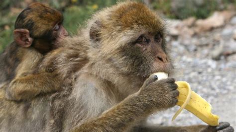 Monkeys banned from eating bananas because they re ...