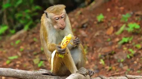 Monkeys Banned from Eating  Unhealthy  Bananas at Zoo ...