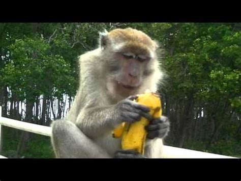 Monkeys Eating banana in Muar Public Park   YouTube