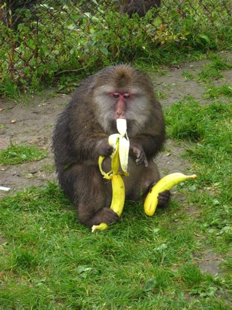 Monkeys Have A Secret Tip To Peeling A Banana!! by Isabela ...
